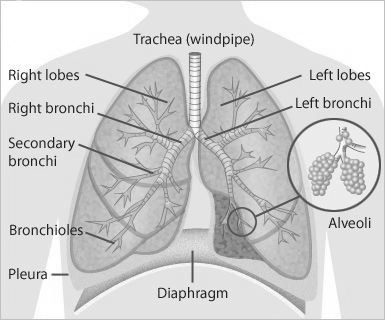 Late effects: Lung health | Alfred Health