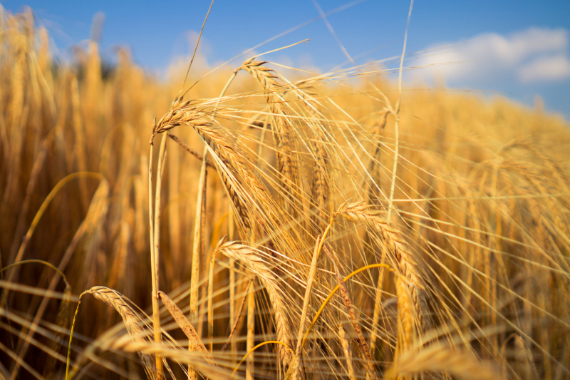 Rye grass causes most hayfever